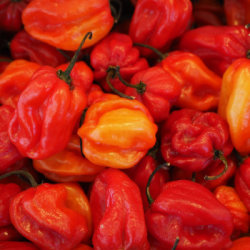 Chillies & Co.